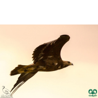 گونه عقاب طلایی Golden Eagle